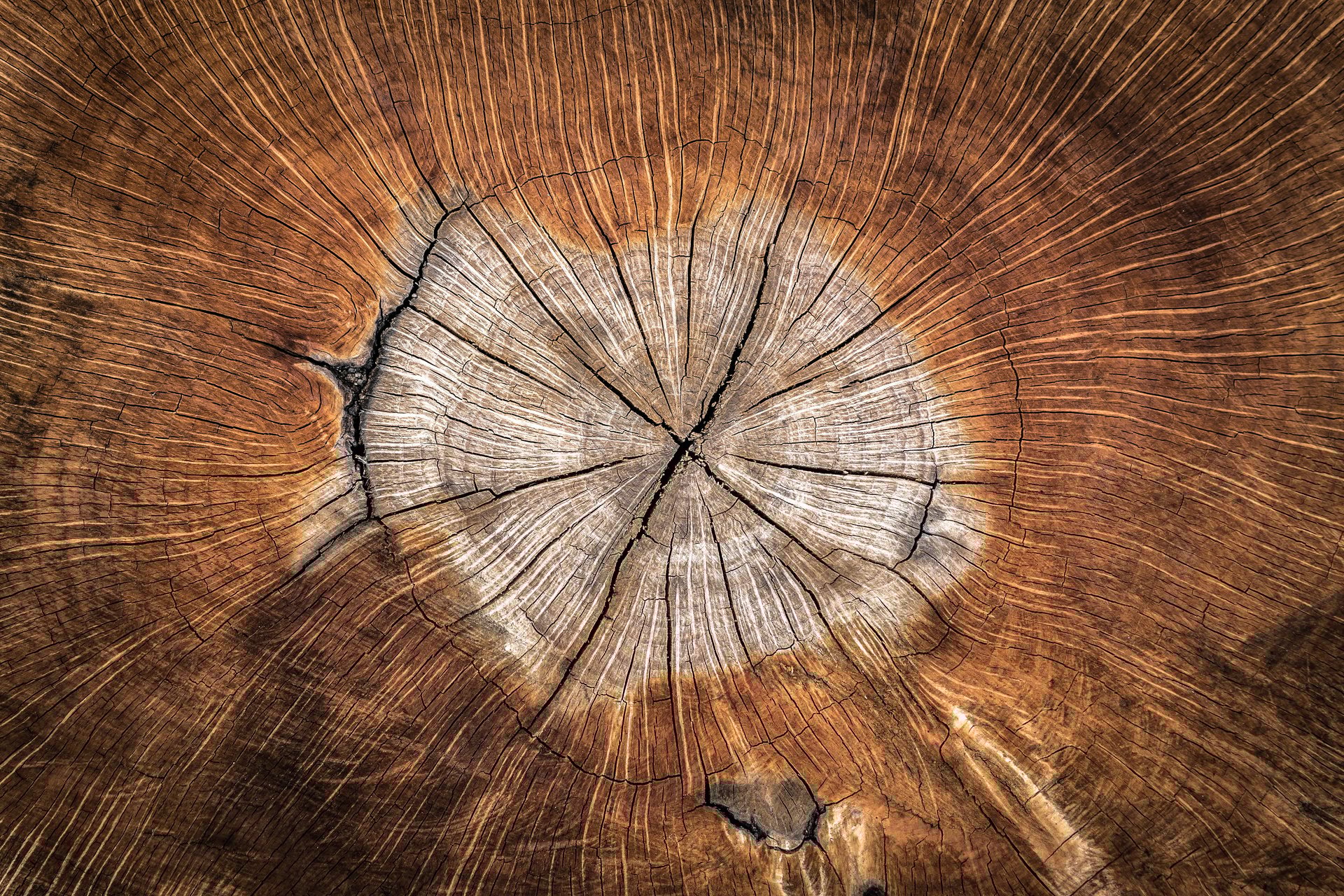Wood Log Texture